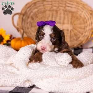 Honey, Mini Bernedoodle Puppy